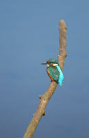 06-8513 Kingfisher (Altcedo atthis) on Perch